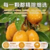 正宗福建云霄杷干原味无核无添加竹盐批粑产地直发琵琶干果水果干